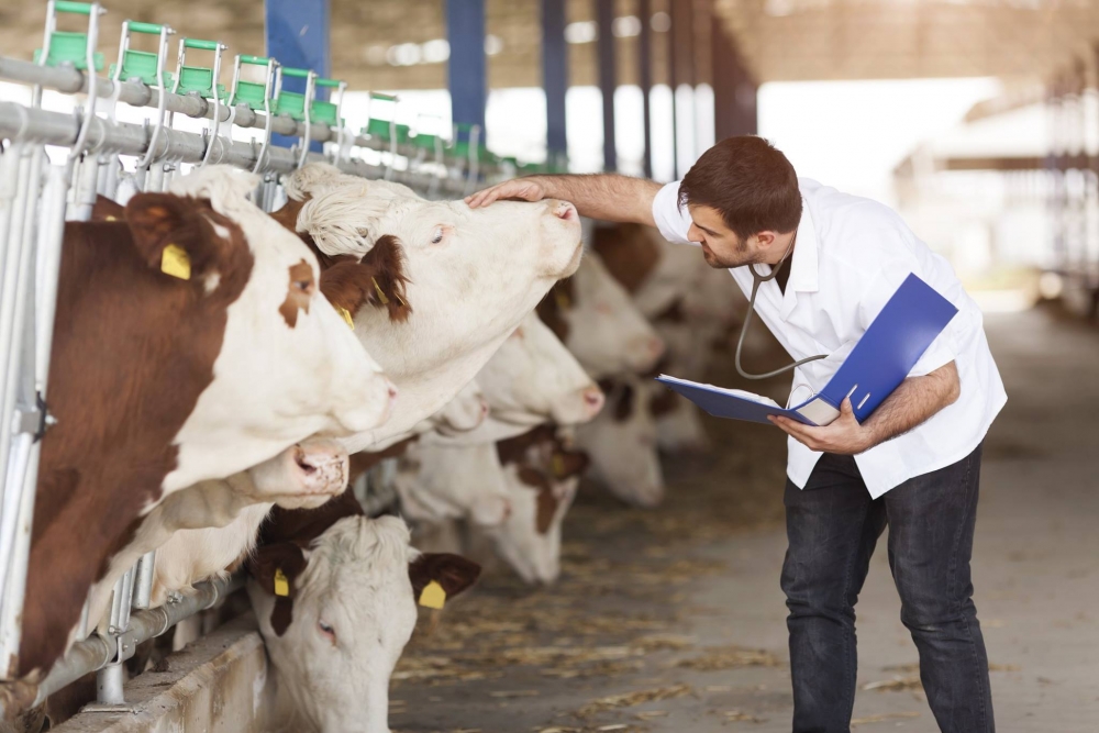 Vale do Paraíba oferece assistência técnica aos produtores para garantir qualidade do leite